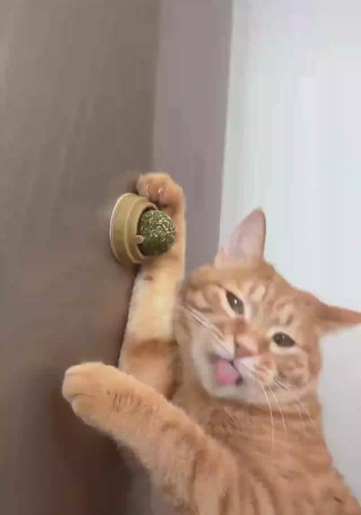 Roulette | Catnip Spinning Game 